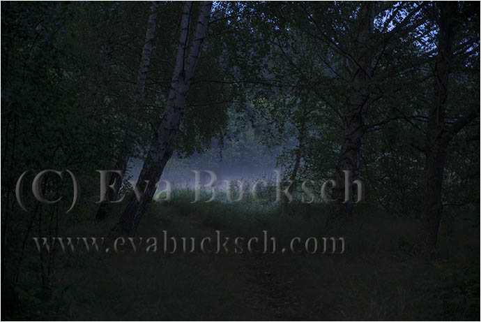 &Auml;lvornas gl&auml;nta - foto av Eva Bucksch